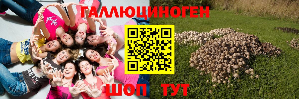 Галлюциногенные грибы Psilocybe Печора